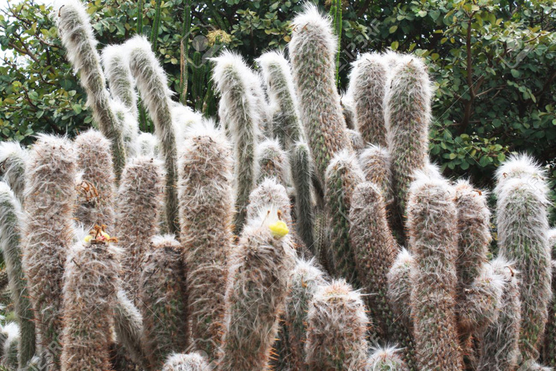 cactus-oreocereus-celsianus.jpg
