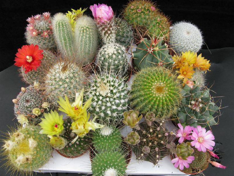 cactus_market.jpg