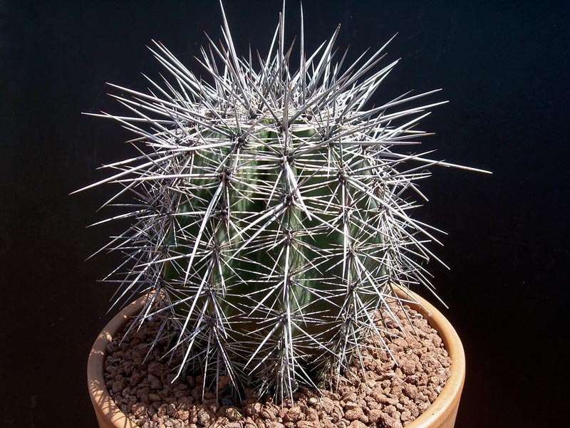 carnegiea_gigantea_saguaro_giovane.jpg