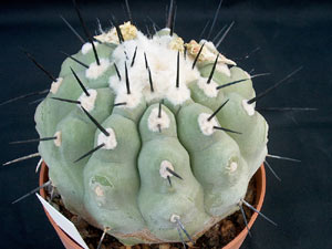 copiapoa-cinerea.jpg