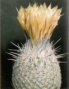 coryphantha_werdermannii_fl.jpg