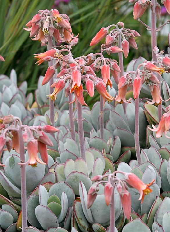 cotyledon_orbiculata_var_orbiculata_02.jpg