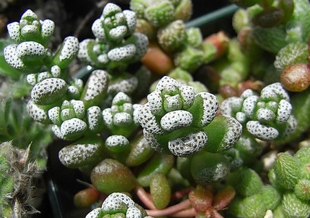 crassula-corallina.jpg