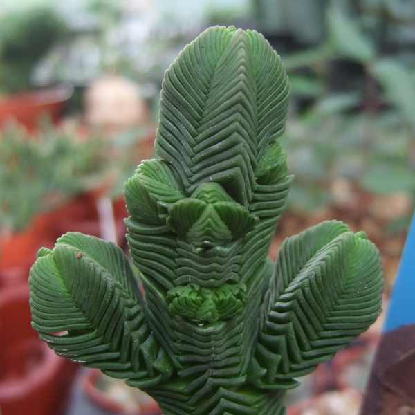 crassula-pyramidalis-2.jpg