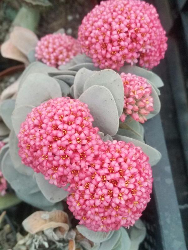 crassula_morgan.jpg