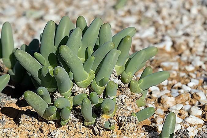 dactilopsis_digitata_800x.jpg