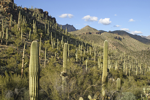 desert_arizona_carnegia.jpg