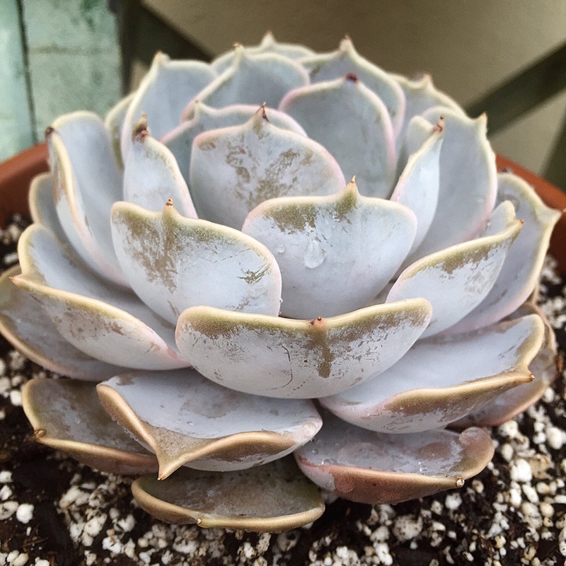 echeveria-lilacina.jpeg