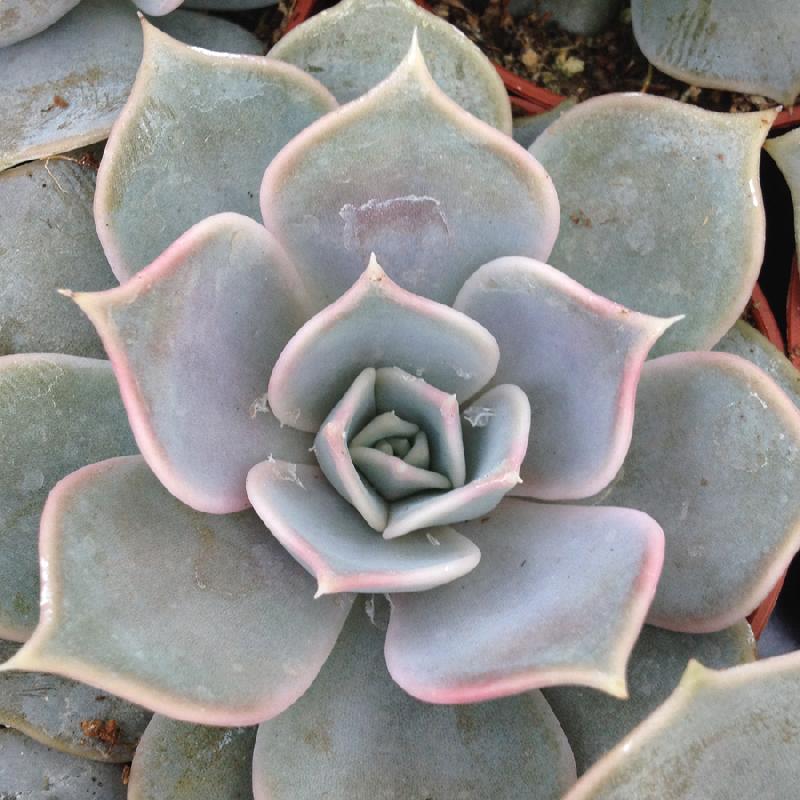 echeveria-lilacina.jpg