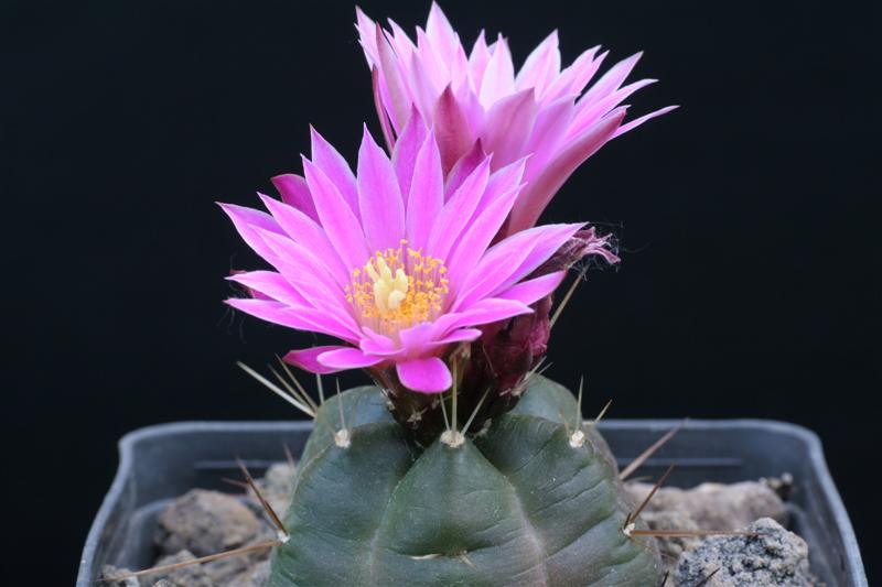 echinocereus_knippelianus_v_reiesii.jpg