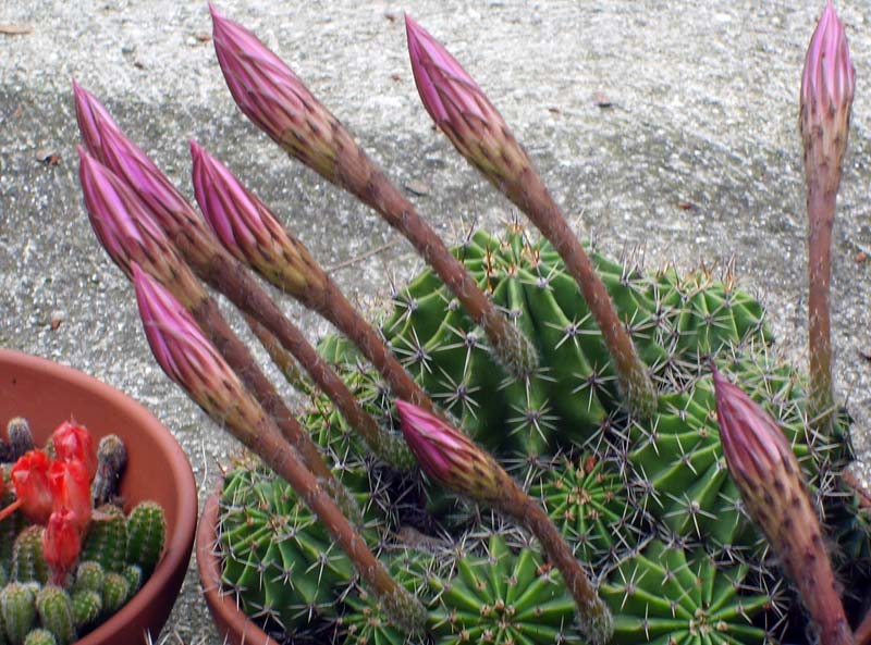 echinopsis_oxigona_1_924.jpg