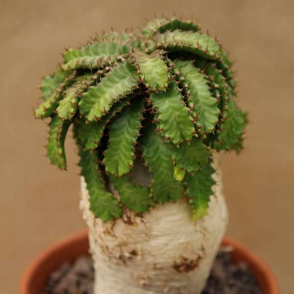 euphorbia-stellata.jpg