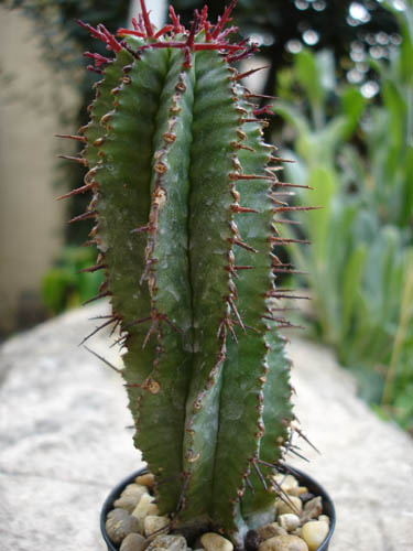 euphorbia_horrida.jpg