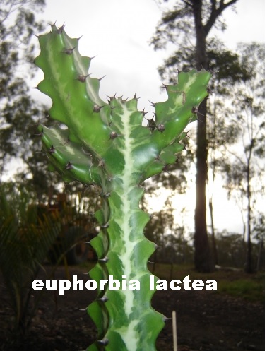 euphorbia_lactea.jpg