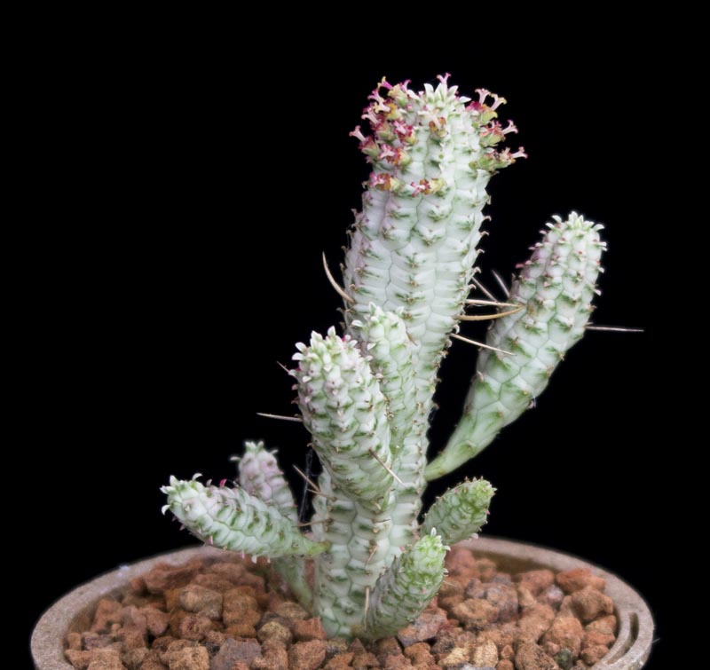 euphorbia_mammillaris_variegata7.jpg