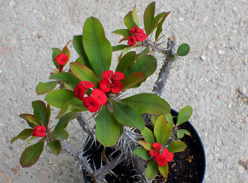 euphorbia_milii_440.jpg