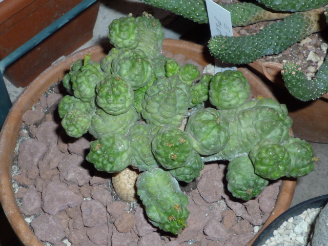 euphorbia_pseudoglobosa_159.jpg