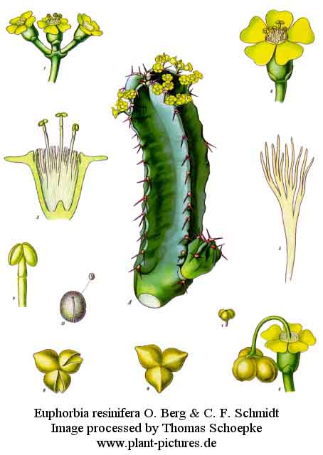 euphorbia_resinifera.jpg