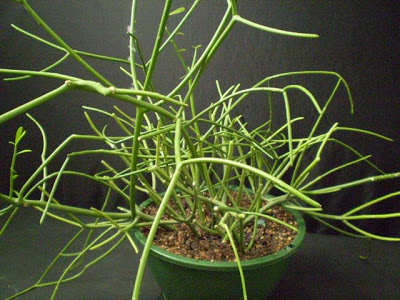 euphorbia_tirucalli_(own).jpg