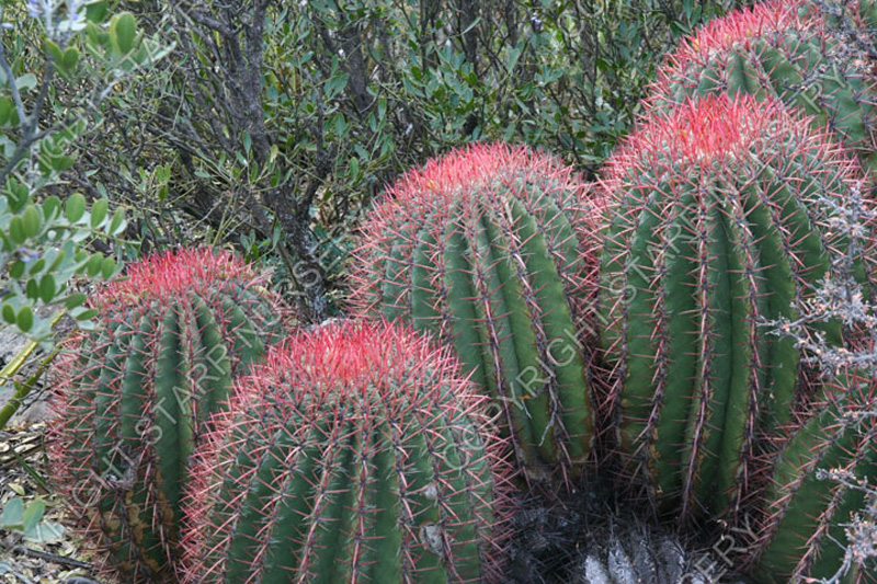 ferocactus-pilosus-horiz-03_w.jpg