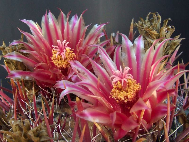 ferocactus_wislizeni_3_697.jpg