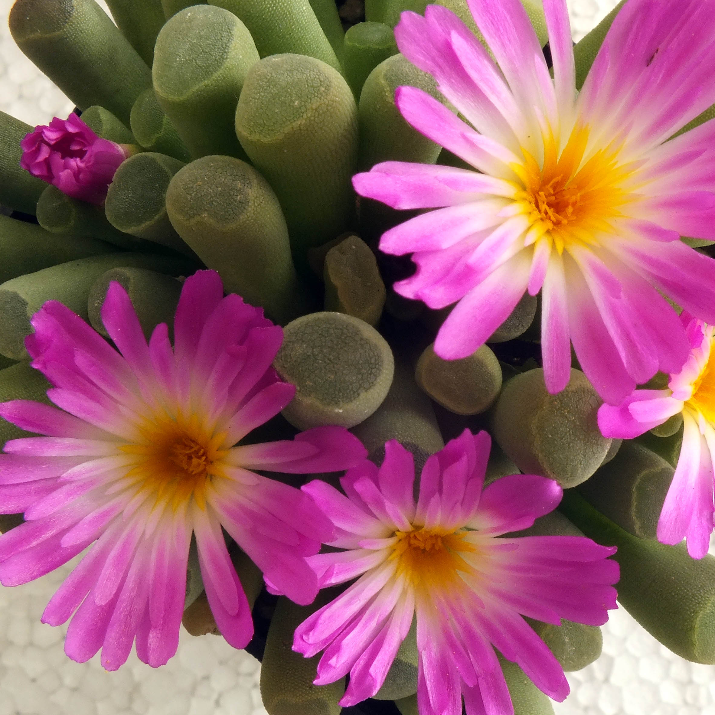 frithia_pulchra.jpg