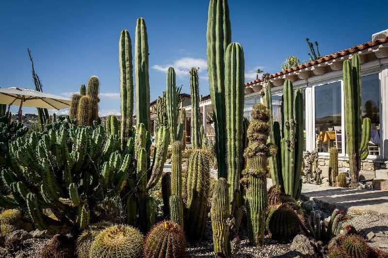 garden-cactus---L1050396_1537477990266.jpg