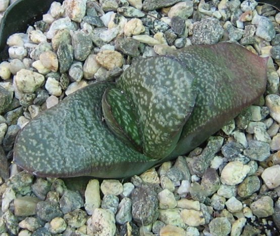 gasteria_armstrongii1a.jpg