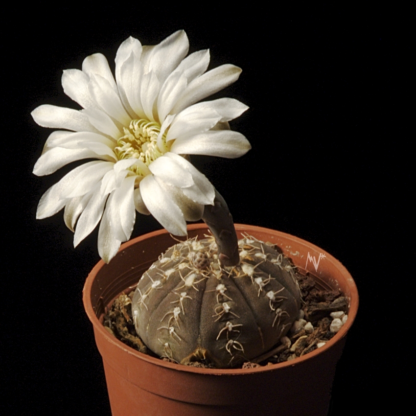 gymnocalycium_ragonesei_.jpg