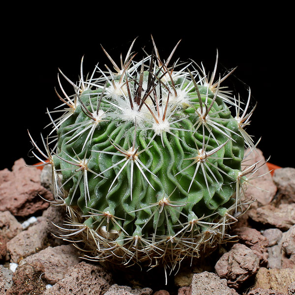 img_0-515016_stenocactus_multicostatus_gd.png