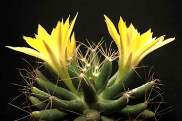 kaktus_mamillaria.jpg