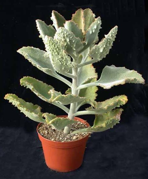 kalanchoe_beharensis_fang_02.jpg