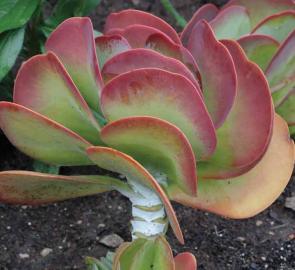 kalanchoe_thyrsiflora.jpg