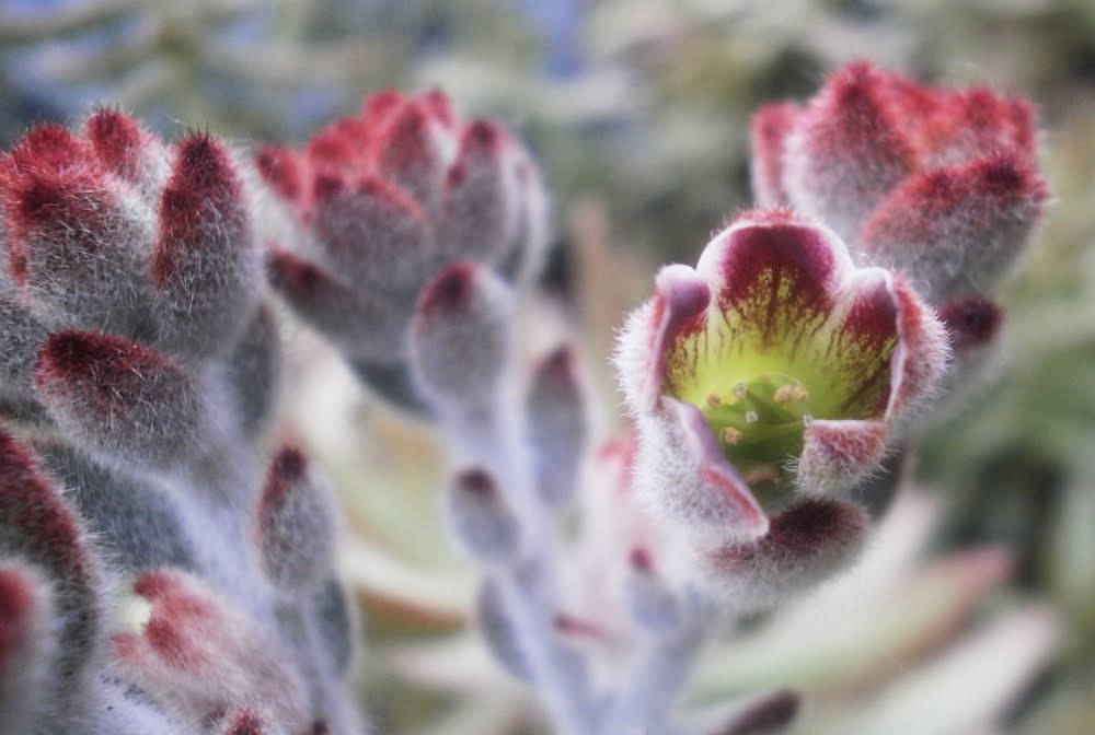 kalanchoe_tomentosa_flower.jpg