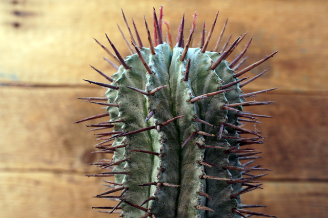 l_euphorbia_horrida_ijpg.jpg