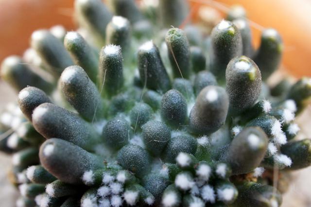 l_mammillaria_painteri_f_mostruosa_image_3.jpg