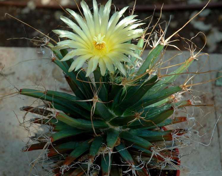 leuchtenbergia_principis.jpg