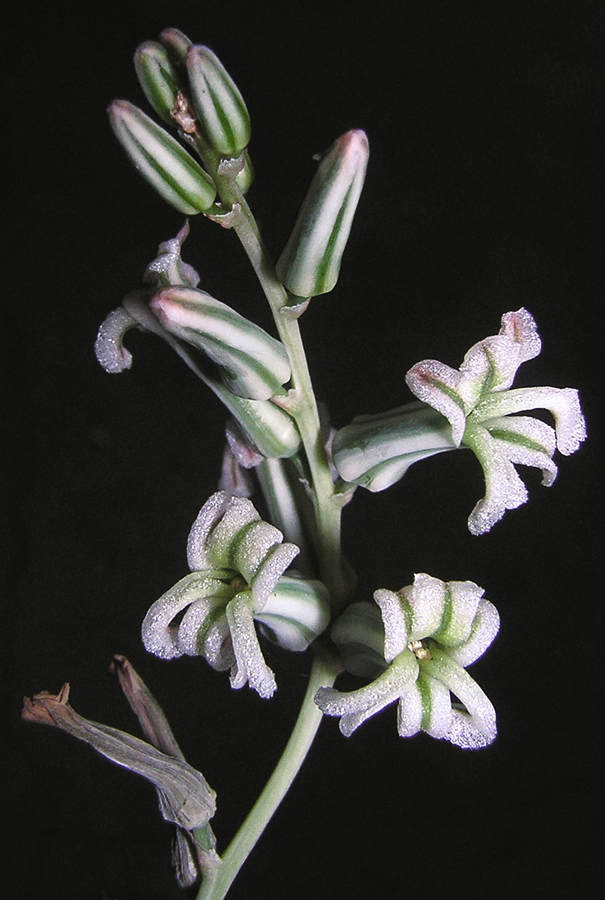 limifolia_flower_small.jpg