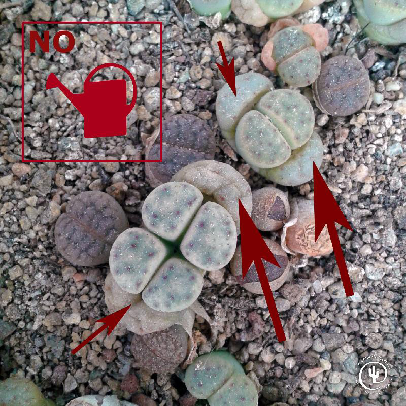 lithops_no.jpg