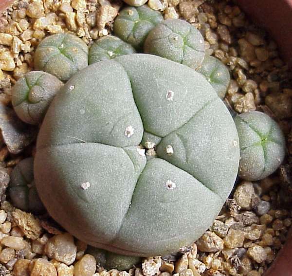 lophophora_williamsii1.jpg