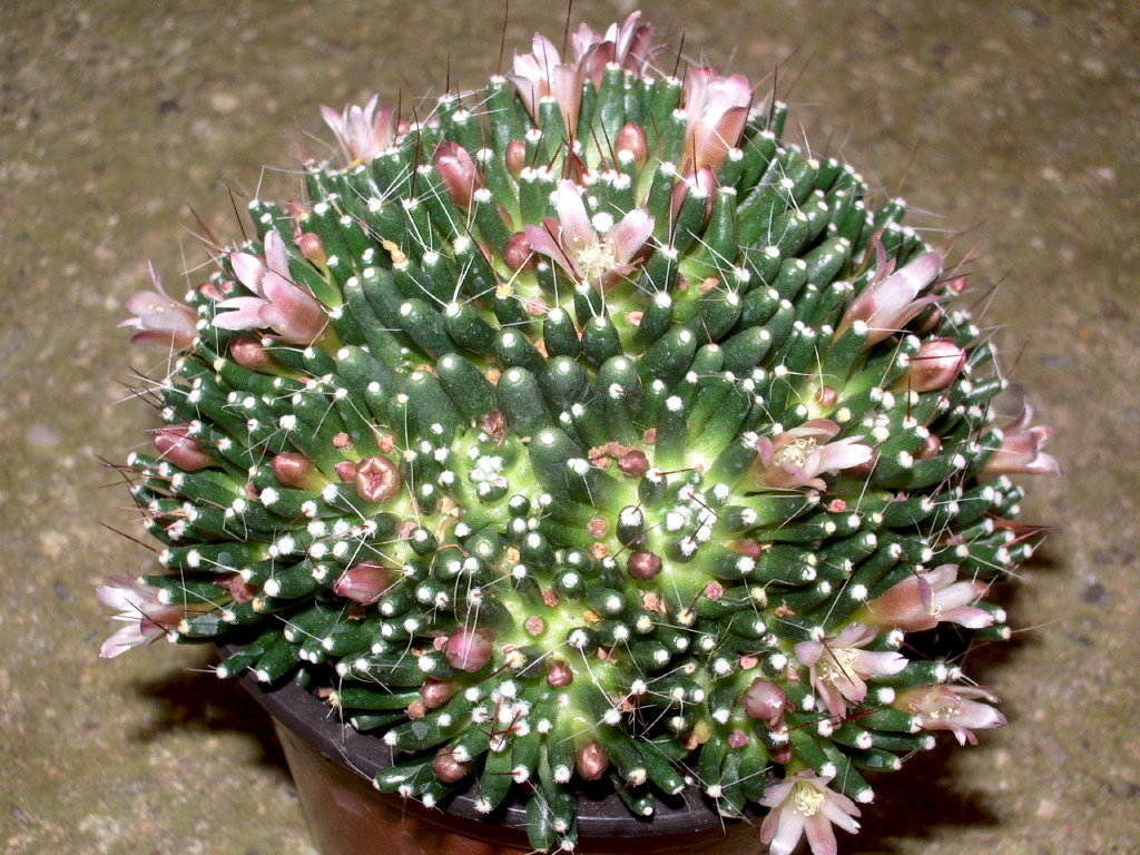 mamillaria_painteri.jpg