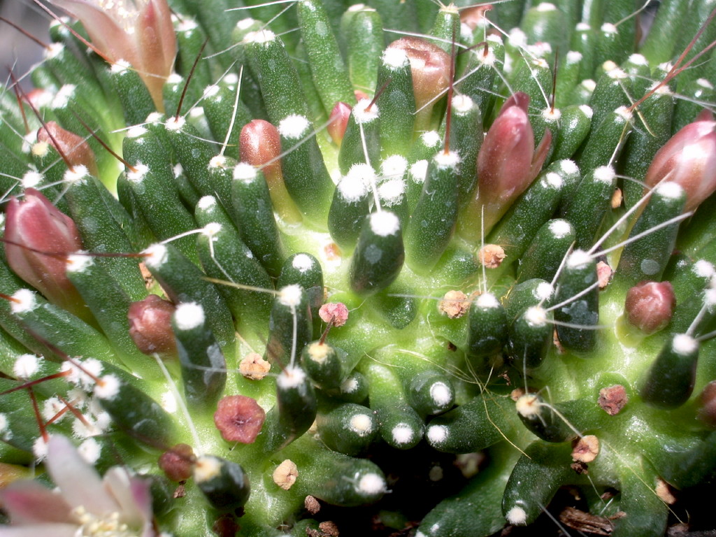 mamillaria_supernova.jpg