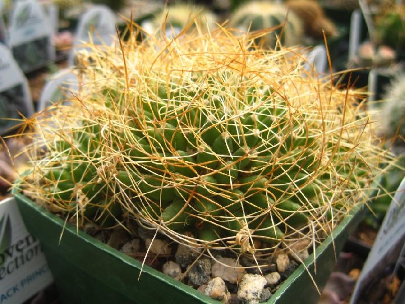 mammillaria-camptotricha2.jpg