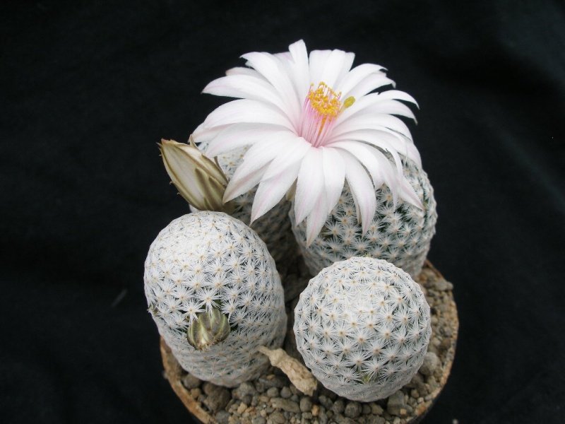 mammillaria-herrerae-var-albiflora.jpg