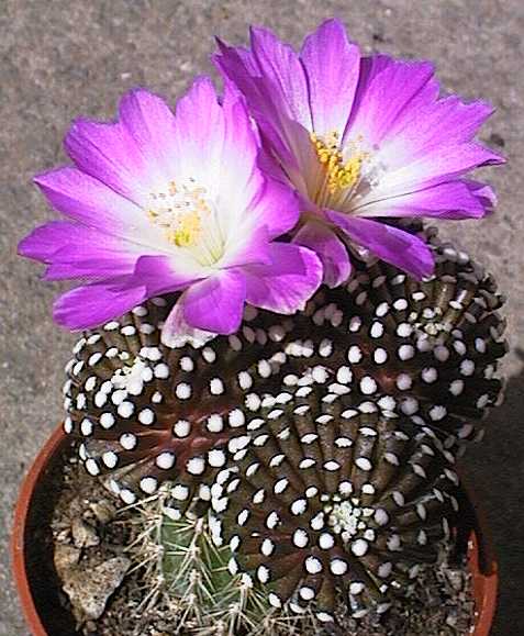 mammillaria-luethy.jpg