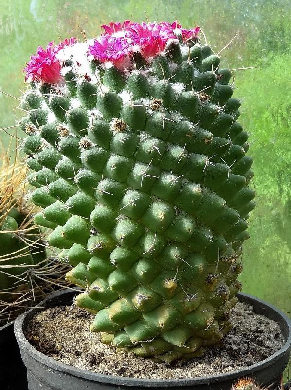 mammillaria51f97a.jpg