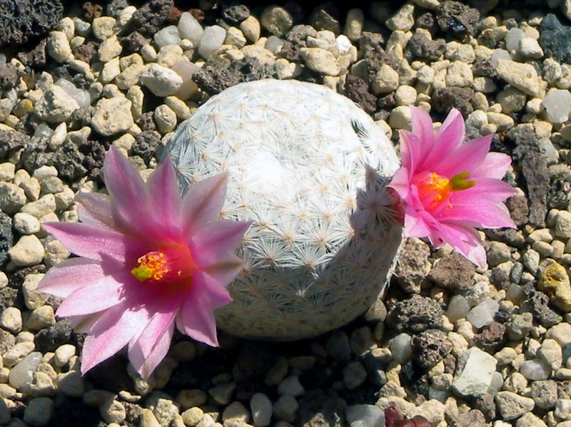 mammillaria_herrerae_2_104.jpg