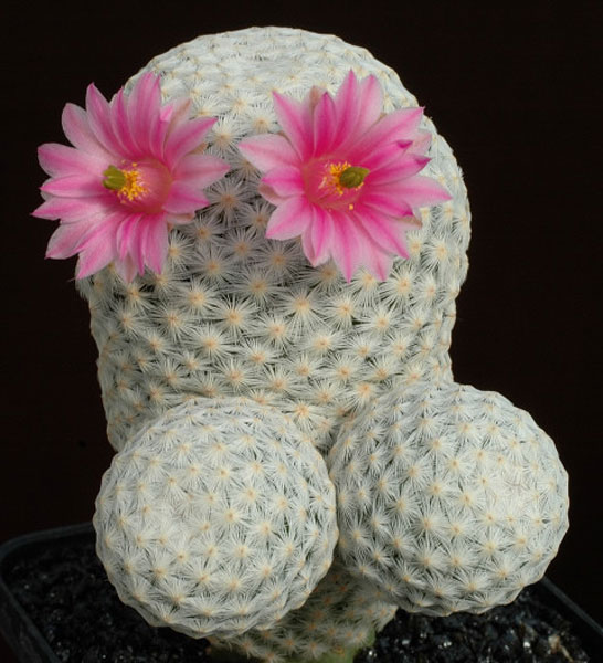 mammillaria_herrerae__.jpg