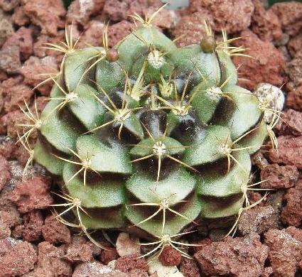 mnocalycium_damsii.jpg