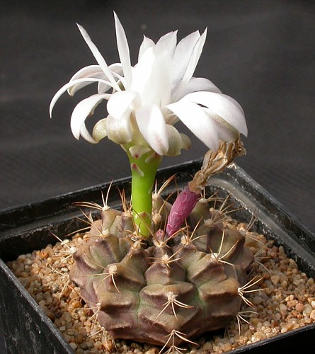 mnocalycium_damsii_tucavocense-vi.jpg